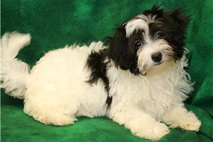 Wheeler - puppy for sale