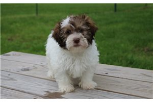 Lawson - Havanese for sale