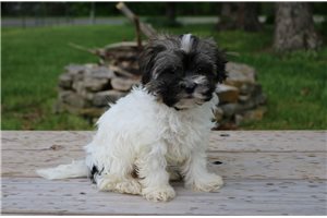 Larissa - puppy for sale