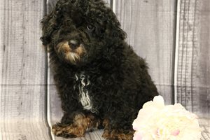 Conrad - puppy for sale