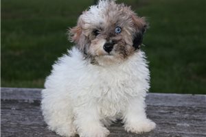 Clement - Poodle, Toy for sale