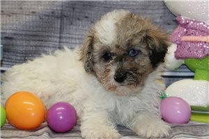Clement - Poodle, Toy for sale