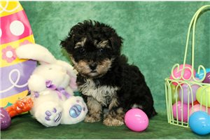 Isabella - Poodle, Miniature for sale