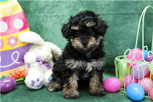 Ilene - Poodle, Miniature for sale