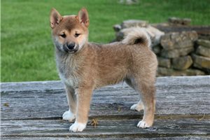 Yuki - puppy for sale