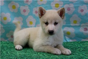 Kayla - Shiba Inu for sale