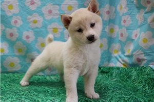 Kesha - Shiba Inu for sale
