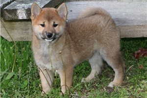 Uniko - puppy for sale