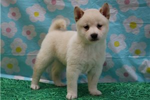 Kelsie - puppy for sale