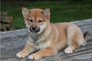 Tsuki - puppy for sale