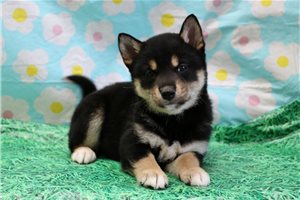 Kristy - puppy for sale