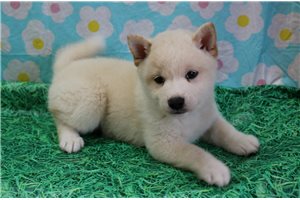 Keller - Shiba Inu for sale