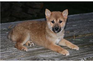 Taki - puppy for sale