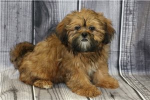 Luther - Shih Tzu for sale