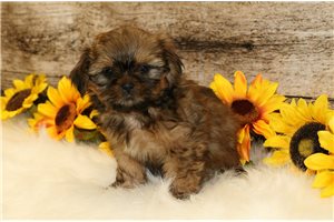 Edmund - puppy for sale