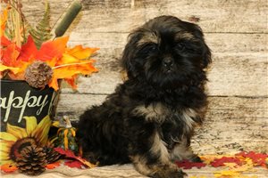 Edwin - Shih Tzu for sale