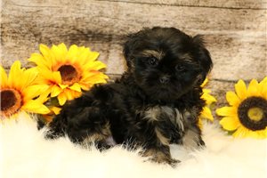 Edwin - Shih Tzu for sale