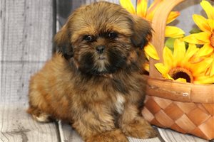 Luther - Shih Tzu for sale