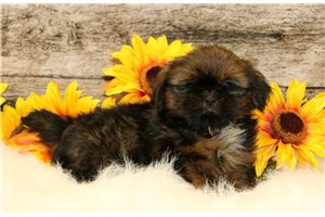Eduardo - puppy for sale