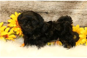 Elise - puppy for sale