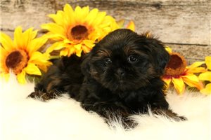 Egon - puppy for sale