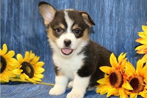 Macintosh - puppy for sale
