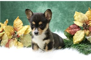 Grace - Corgi, Pembroke Welsh for sale