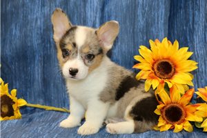 Memphis - Corgi, Pembroke Welsh for sale