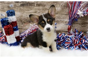 Macintosh - Corgi, Pembroke Welsh for sale