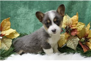 Gianna - puppy for sale