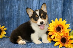 Mason - Corgi, Pembroke Welsh for sale