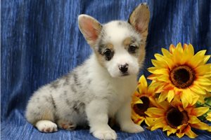 Madonna - Corgi, Pembroke Welsh for sale