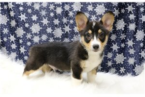Grayson - Corgi, Pembroke Welsh for sale
