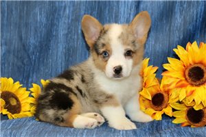 Monroe - puppy for sale