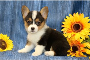 Morgan - Corgi, Pembroke Welsh for sale