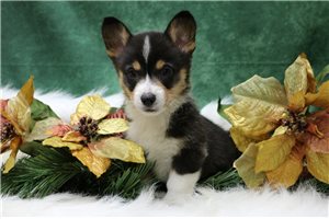 Gabriel - Corgi, Pembroke Welsh for sale