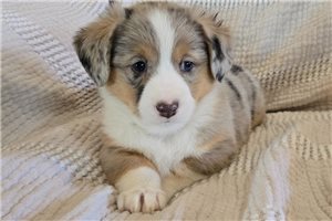 Penelope - Auggie for sale