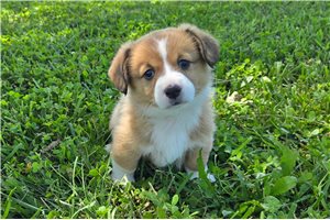 Darcy - Auggie for sale