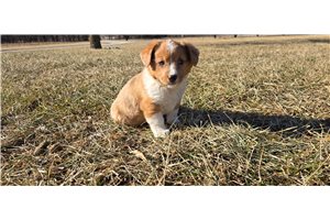 Parker - Auggie for sale