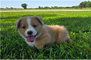 Dash - Auggie for sale