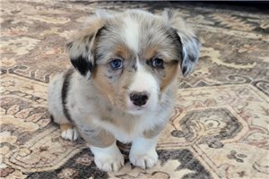 Peyton - Auggie for sale