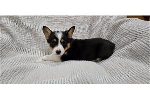 Rhodes - Corgi, Pembroke Welsh for sale
