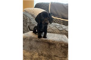 Sidney - puppy for sale