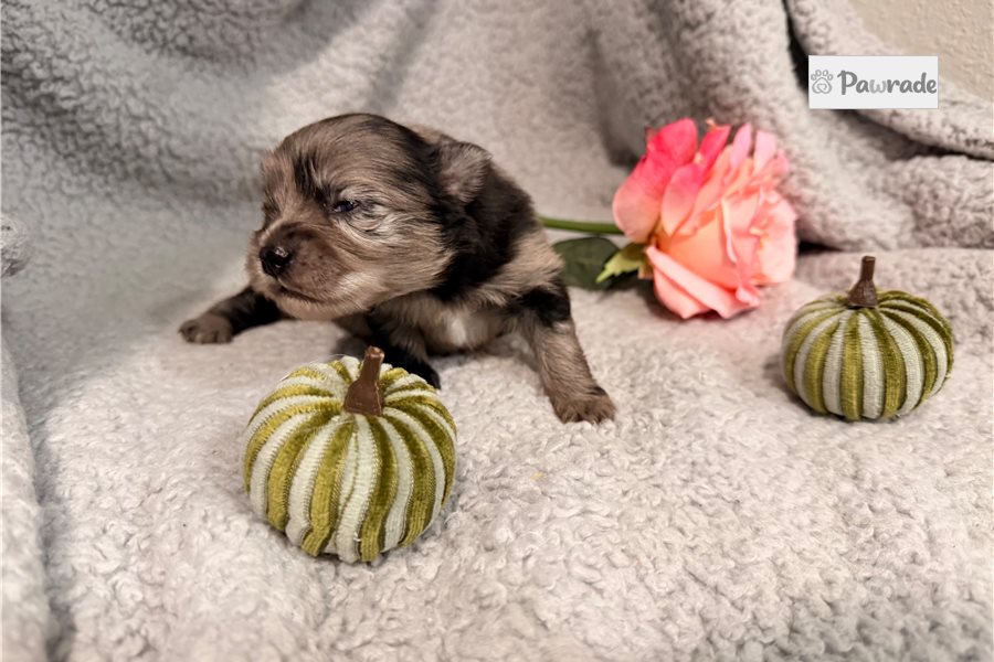 Ophelia, female Pomeranian puppy for sale