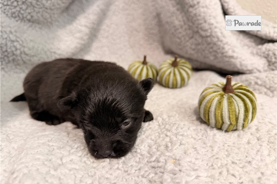 Omen - Pomeranian for sale