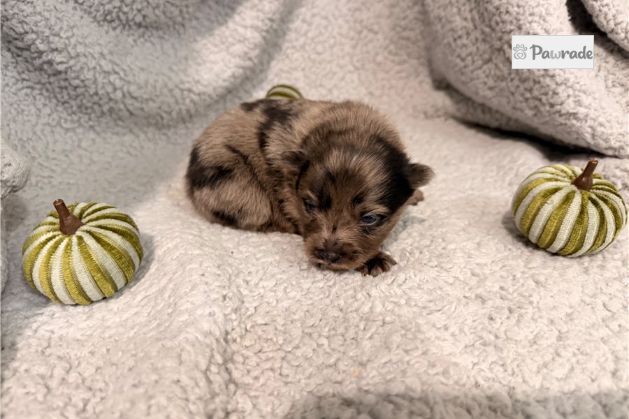 Orville, male Pomeranian puppy for sale