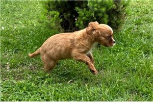 Pixie - puppy for sale