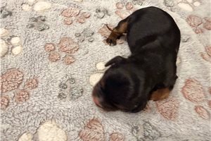 Jordan - puppy for sale