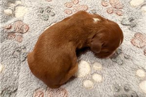 Journey - puppy for sale