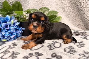 Jordan - Cavalier King Charles Spaniel for sale